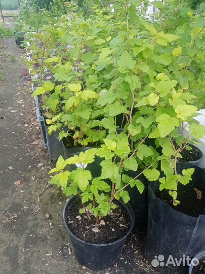 Декоративные растения