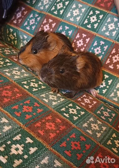 Морские свинки 2шт