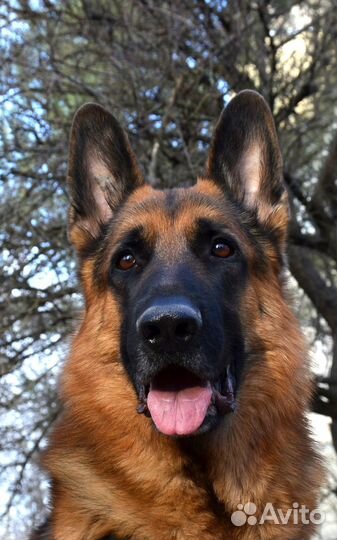 Чемпион России немецкая овчарка на вязку