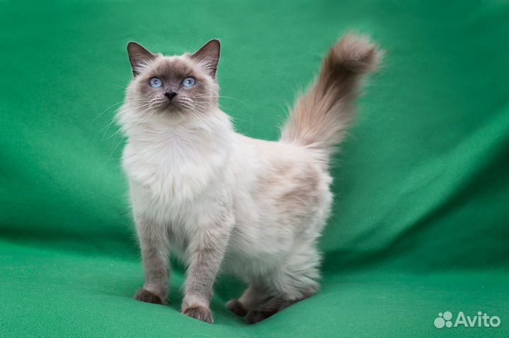 Кошка Бентли