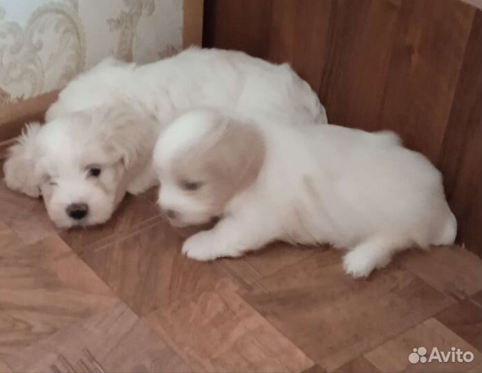 Щенки болонки, мальчик и девочка