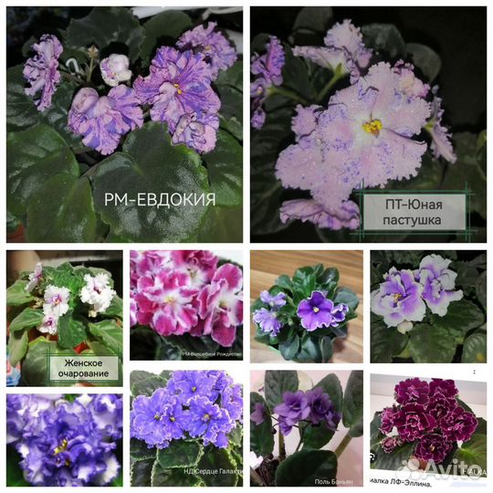 Набор сортовых фиалок