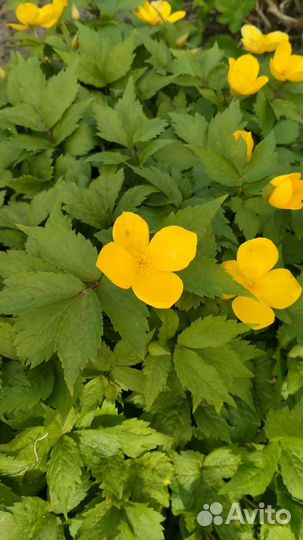 Садовые растения