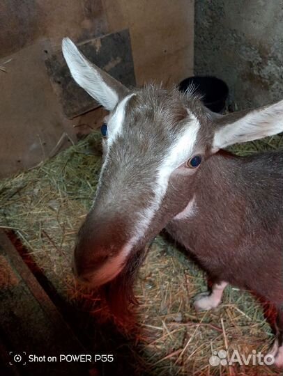 Коза дойная и козел