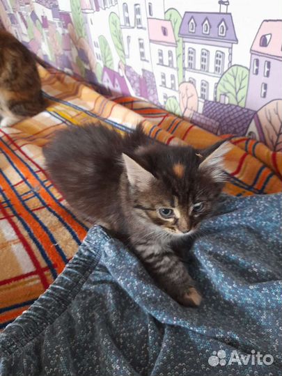 Сибирская кошка