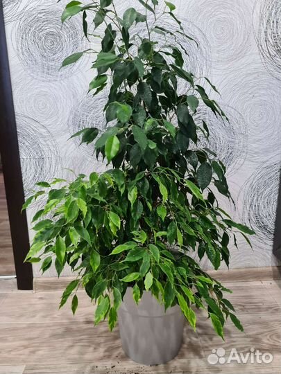 Фикус бенджамина большой