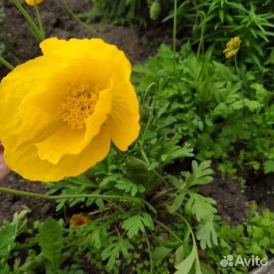 Альпийский мак жёлтый. Мини