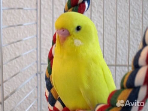 Волнистые попугайчики, мальчишки для разговора