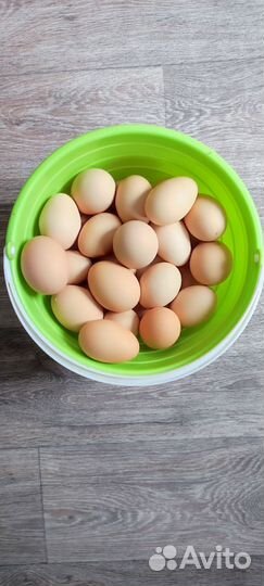 Яйца домашние