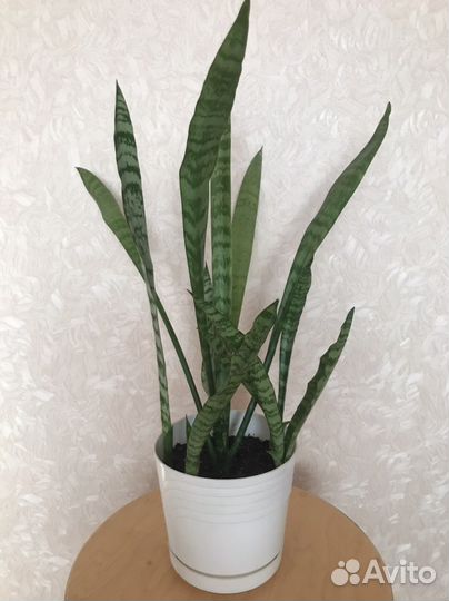 Алоэ-столетник, алоэ-вера, щучий хвост