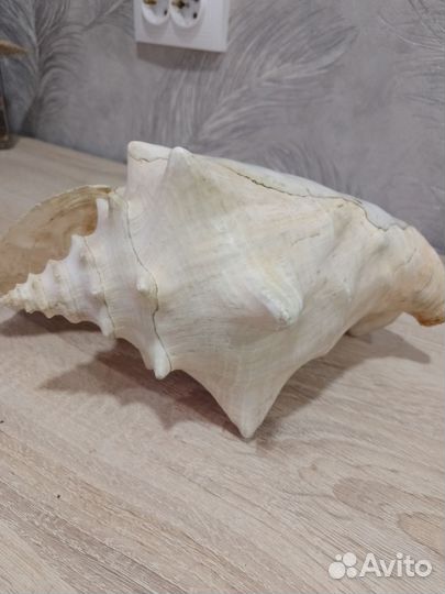 Ракушка большая