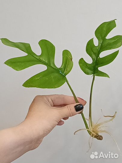 Монстера минима