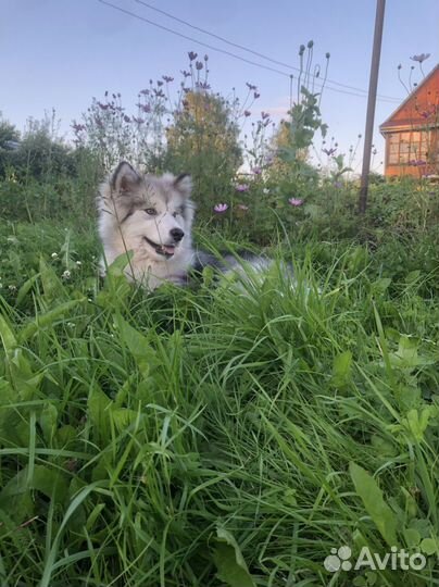 Собака маламут