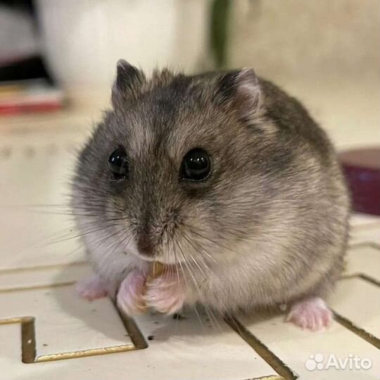 Джунгарские хомячки разных окрасов