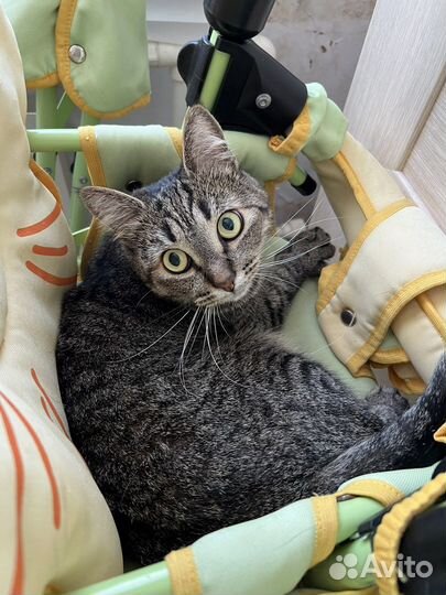 Кошка Эльза в добрые руки