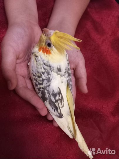 Попугай карелла птенцы