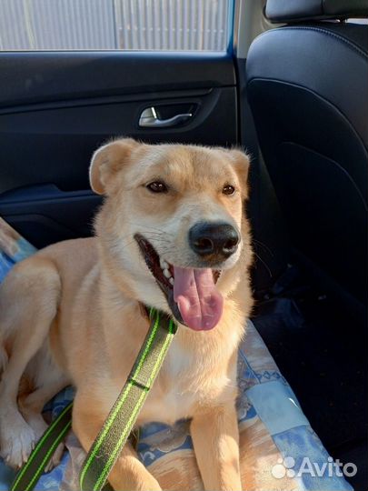 Семейный пёсик в добрые руки