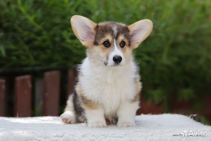 Вельш Корги Пемброк