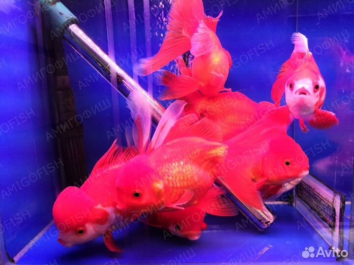 Золотая рыбка Оранда (Oranda Goldfish) Люкс XL, И