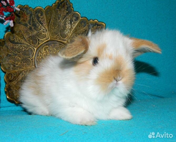 Карликовый барашек