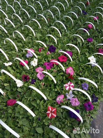 Рассада цветы, овощи, саженцы