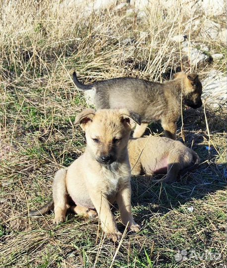 Щенки