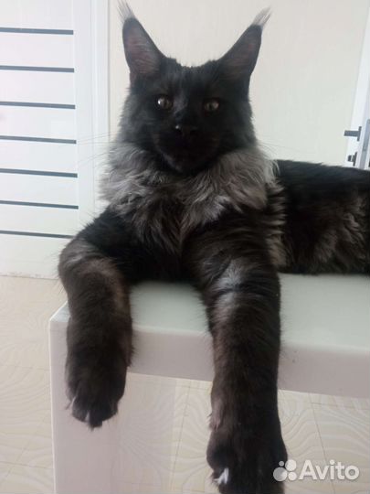 Вязка мейн-кун