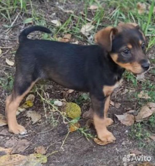 Очень красивые щенки-метисы