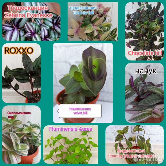 Традесканции сортовые и новинки