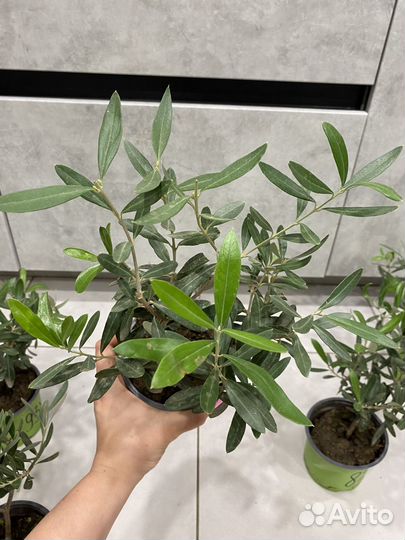 Оливковое дерево