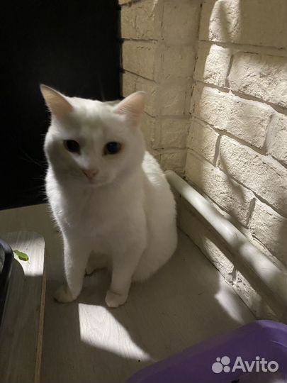 Кошка в дар бесплатно
