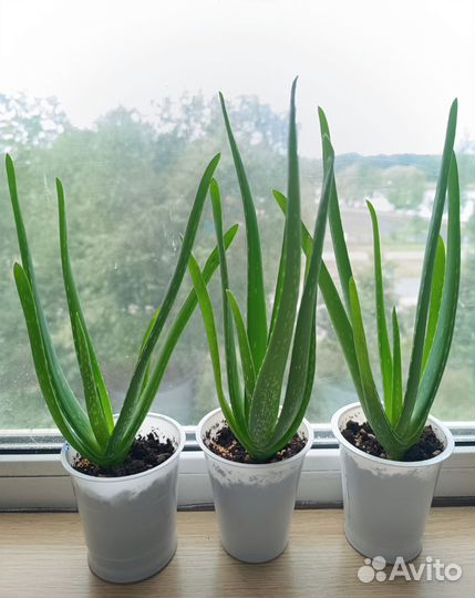 Алоэ вера лечебное