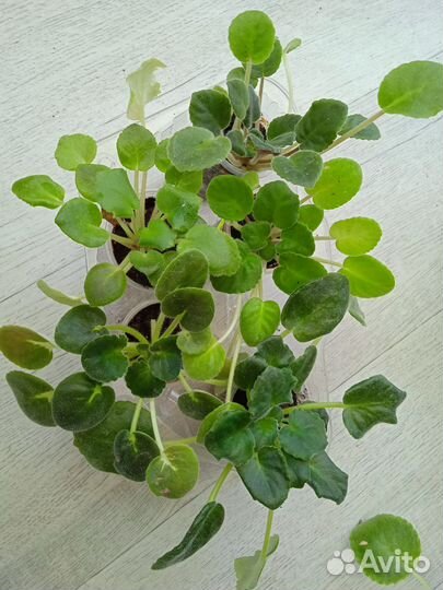 Фиалки. Детки сортовых фиалок набором