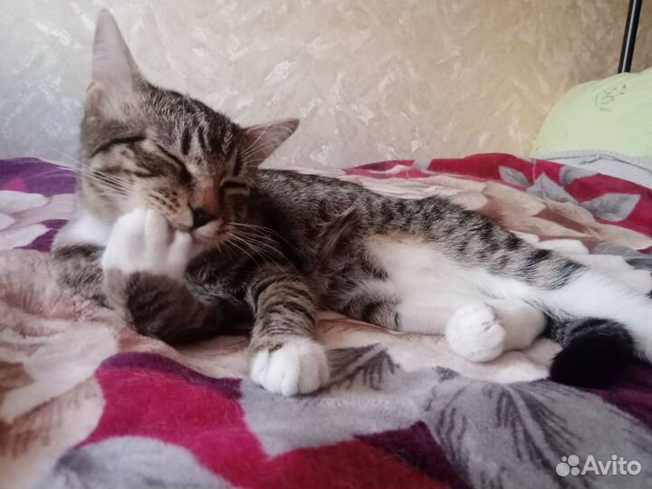 Котенок подросток