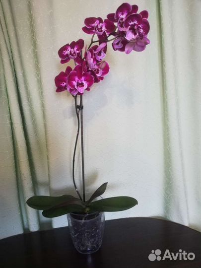 Орхидея биг лип