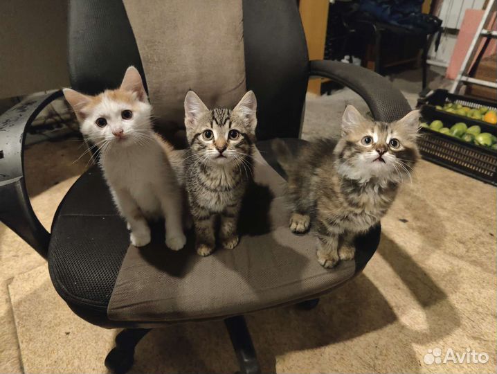 Котята бесплатно