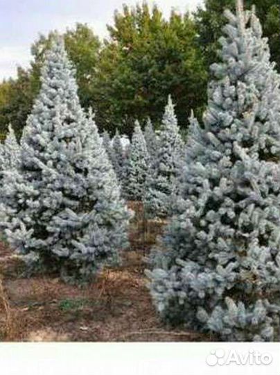 Ель голубая