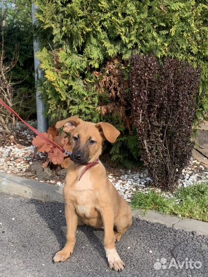 Щенок в добрые руки