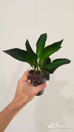 Кротон, Ктенанта, Замиокулькас