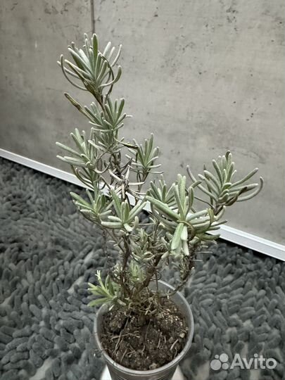 Лаванда саженцы