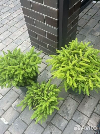 Ель нидиформис