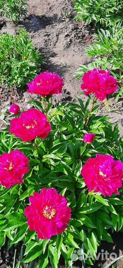 Пионы ромашки