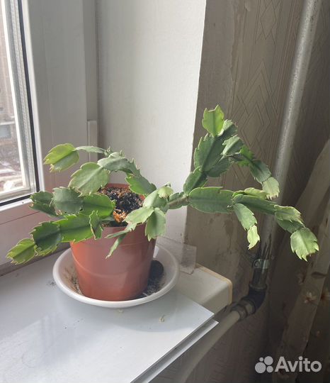 Комнатные цветы