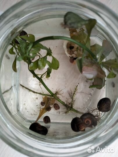 Улитки аквариумные бесплатно