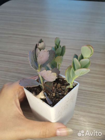 Суккуленты #1