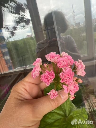 Пеларгония розебудная