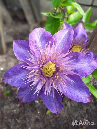 Продаются плетистые розы:бордовые,розовые,белые.Па