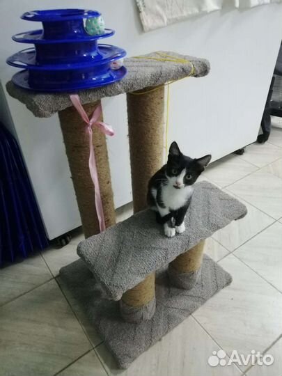 Котёнок Мила