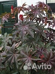 Клещевина красная