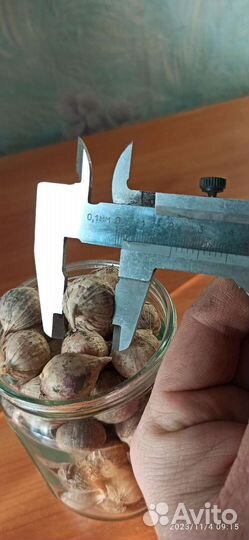 Однозубка чеснока Добрыня